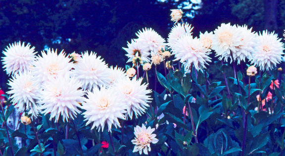 Dahlia ' EILEEN DENNEY '   (M.S.C.)  (Syn. Scottish Rhapsody)  Kerr  UK  1981  RHS Wisley Dahlia Trials  (RHS)